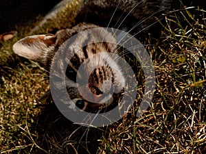 Closeup of a cute tabby cat lying on the ground