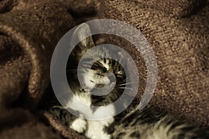 Closeup of a cute tabby kitten sleeping comfortably on a couch