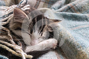 Cute tabby kitten sleeping under wool blanket