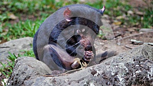 Closeup of cute Tasmanian Devil, Australia, disappearing species