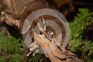 Closeup of cute Tiger Quolls, also known as spotted-tail quoll, spotted quoll native to Australia.