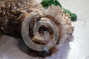 Closeup of a cute tired Poodle laying on the ground indoors