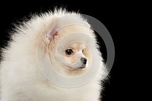 Closeup Cute White Pomeranian Spitz Dog Funny Looking, isolated,Profile