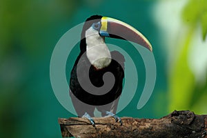 Closeup of a cute White-throated toucan on a wood