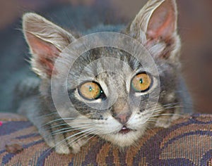 Closeup of a cute, wide-eyed kitten