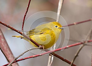 Portrait of a Yellow Warbler Dendroica petechia photo