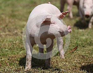 Closeup of a cute young pig on animal farm outdoor