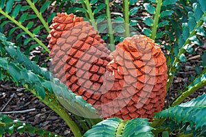 Closeup of cycad cones of species Encephalartos ferox, native to southeastern Africa - Florida, USA