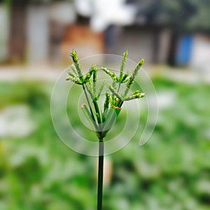 Closeup of a Cyperus haspan plant
