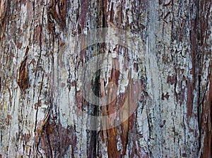 Closeup cypress bark in autumn