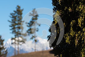 Closeup of cypress tree with pine trees and snowcapped mountains in background