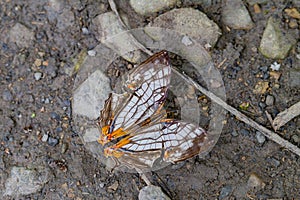 Closeup of the Cyrestis thyodamas on the ground. Taiwan.