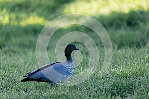 Closeup of a dabbling duck (Chenonetta) standing on the green grass