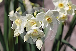 closeup of Dafadills