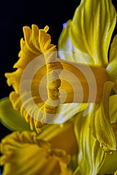 closeup of daffodi on black background