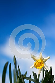 Closeup of daffodil against a blue sky