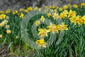 Closeup of daffodil field by old city wall in Cantebury, England in Spring.