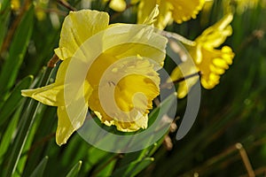 closeup of daffodil in garden during sunny day in spring