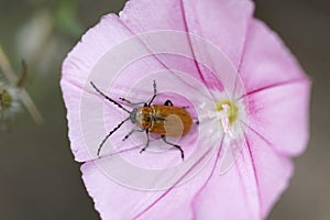 Closeup on a daffodil leaf beetle, Exosoma lusitanicum sitting in a pink Convolvulus flower