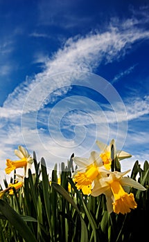 Closeup of daffodisl against a blue sky