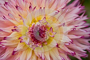 Closeup of Dahlia.