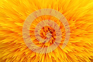Closeup dahlia flower background