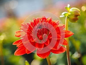 Closeup of dahlia flower with bud at closeup