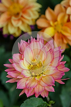 Closeup dahlia flower in garden