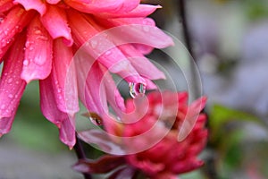 A closeup of dahlia flower just after the rain.