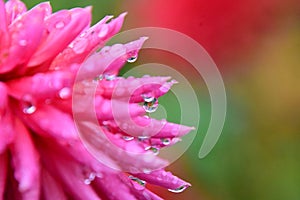 A closeup of dahlia flower just after the rain.