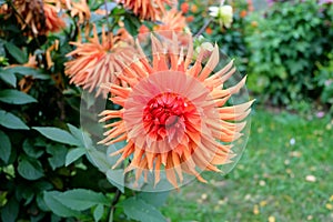 Closeup of a dahlia flower with multicolored petals, varying from red and pink to orange and peach / pastel color tones.