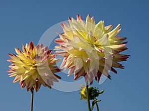 Closeup of dahlia flowers in a garden against a blue sky in Germany