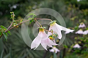 Closeup of dahlia imperialis flowers in the Ethnobotanical Garden of Oaxaca, Mexico. photo