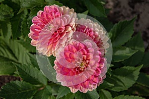 Closeup of Dahlia Melody Pink Allegro flowers