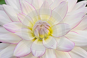 Closeup of Dahlia in pinkish white