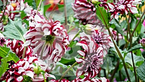 Closeup of Dahlia Tartans growing in a garden in the daylight with a blurry background