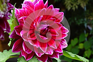 Closeup of a Dahlias flower