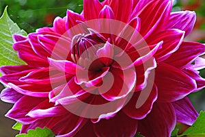 Closeup of a Dahlias flower