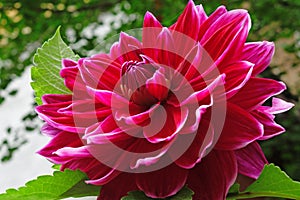 Closeup of a Dahlias flower