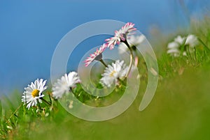 closeup of daisies (Bellis perennis