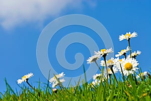 closeup of daisies (Bellis perennis