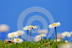 closeup of daisies (Bellis perennis