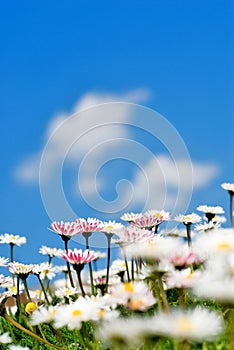 closeup of daisies (Bellis perennis