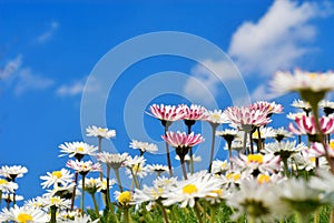 closeup of daisies (Bellis perennis)