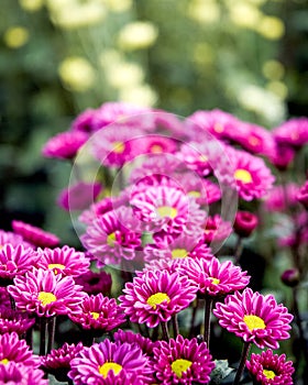 Closeup of daisies in a flower plantation photo