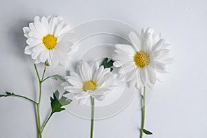 closeup of daisies on white background