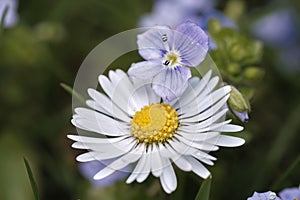 Closeup of daisy flower and birdeye speedwell.