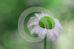 Closeup of daisy flower with surreal green center color