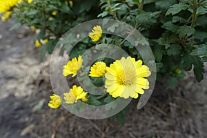 Closeup of daisy-like yellow flower of Chrysanthemum in October