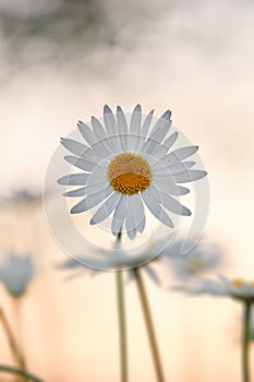 Closeup of a daisy or marguerite blooming in a garden at sunset. Af white flower with yellow pistil in field outside